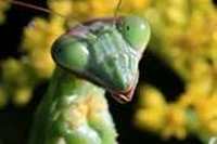 Praying Mantis Animal Totems